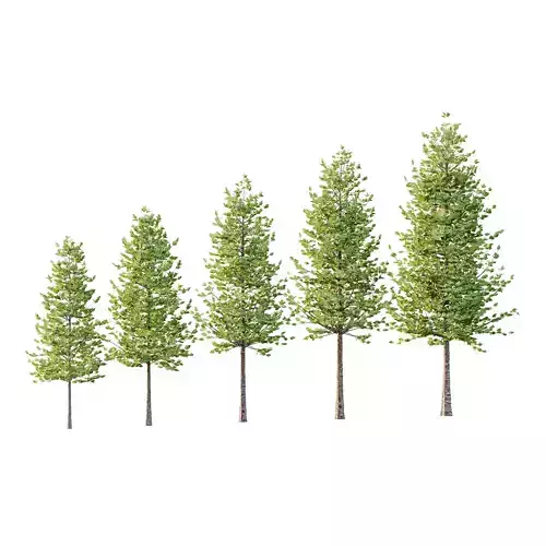 Tilia platyphyllos Tree 07