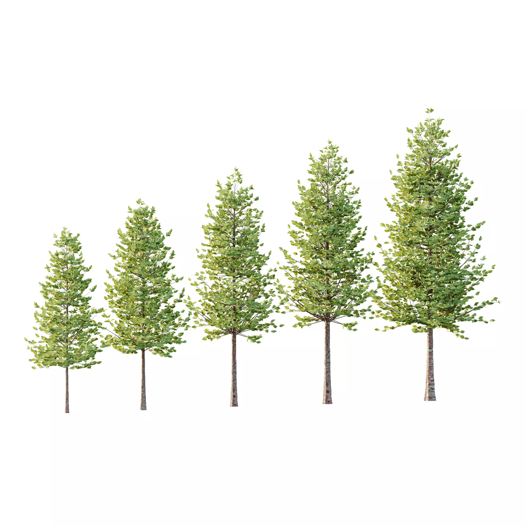 Tilia platyphyllos Tree 07 3D model_0