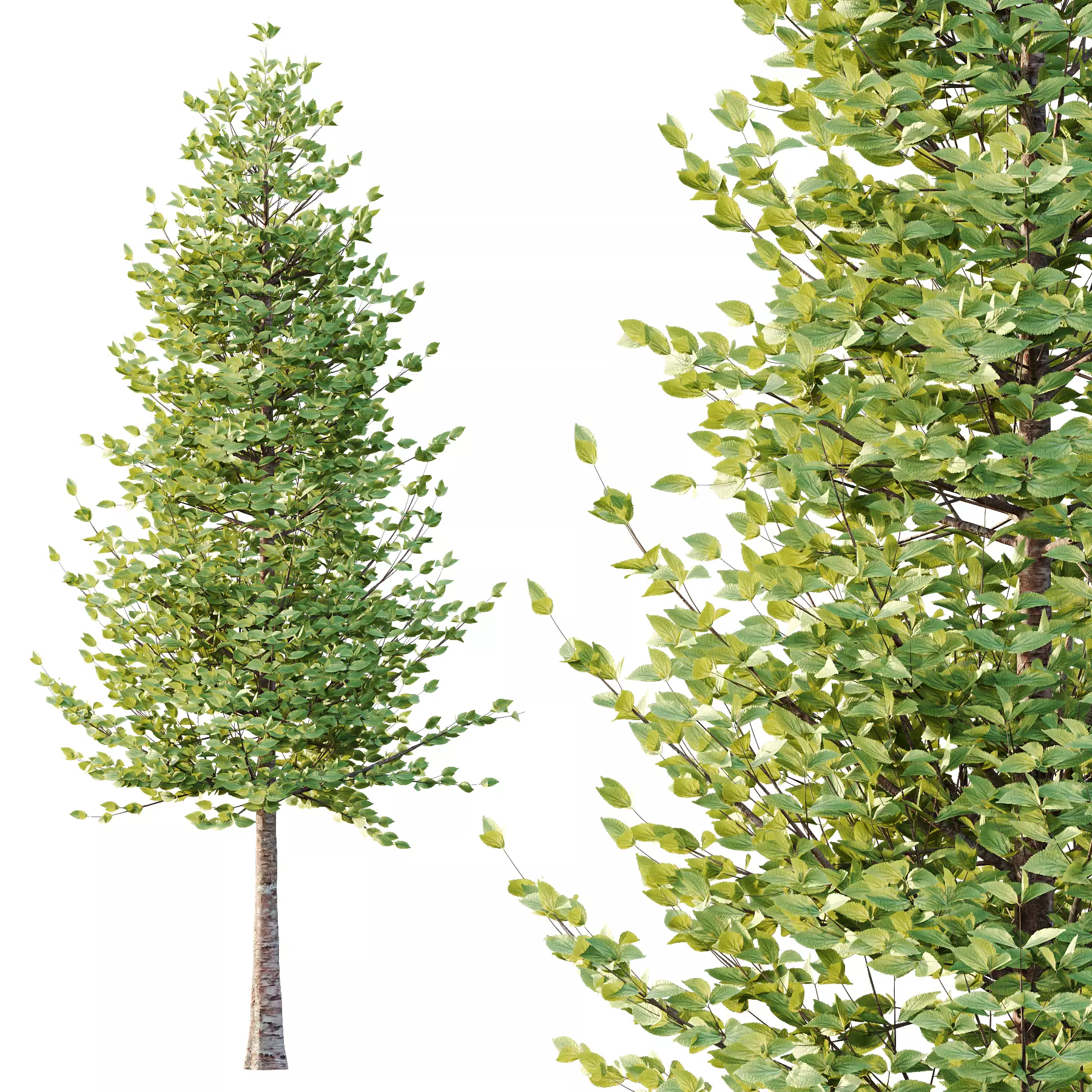 Tilia platyphyllos Tree 07 3D model_2