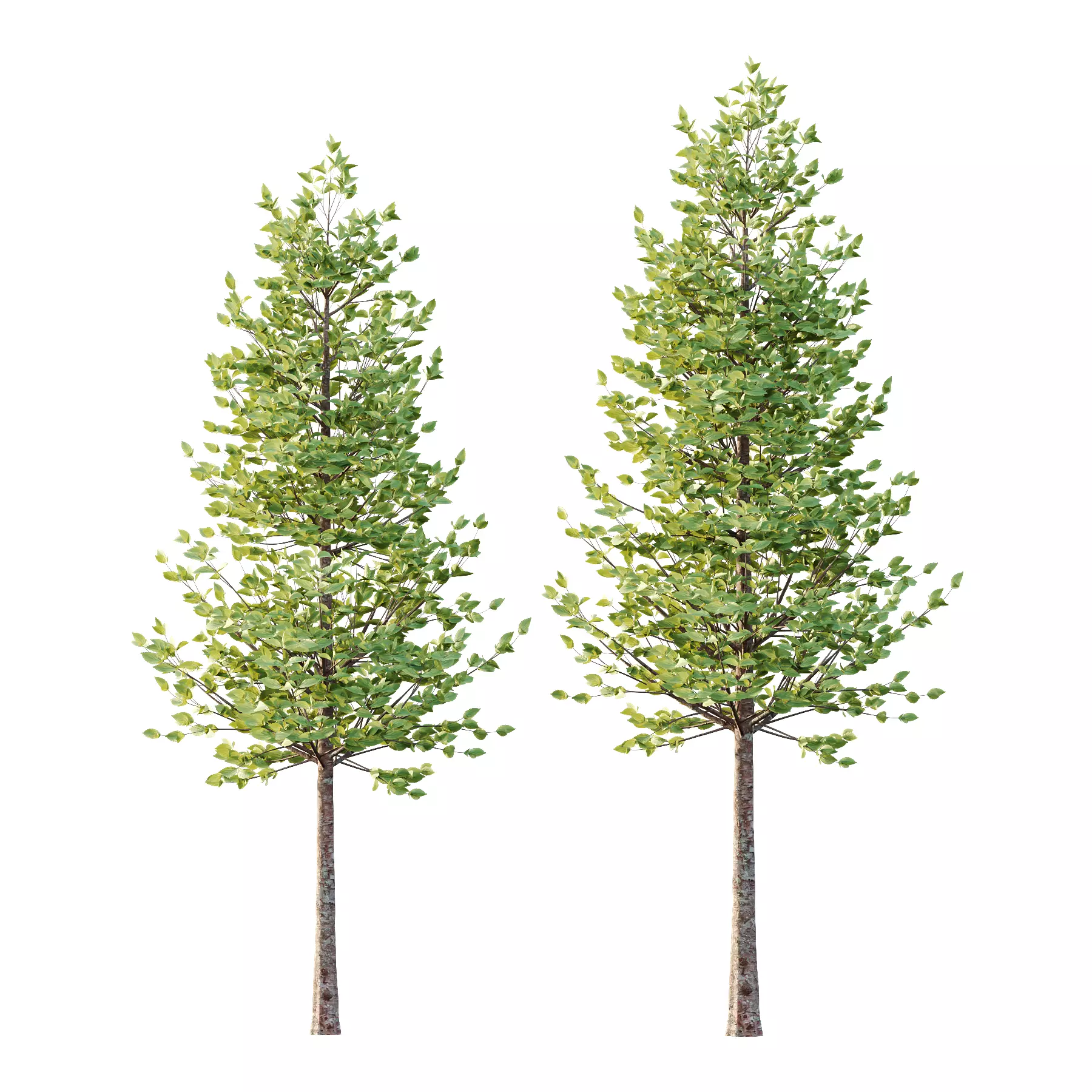 Tilia platyphyllos Tree 07 3D model_1