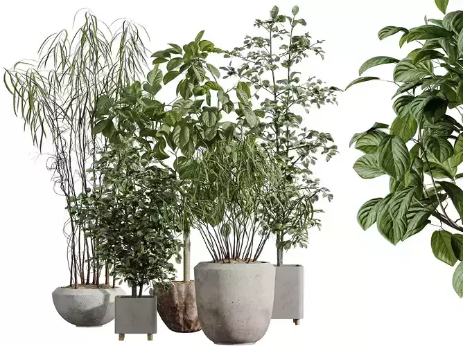 AV Indoor Plants Set 345 Ficus Marginata Alnus Alder