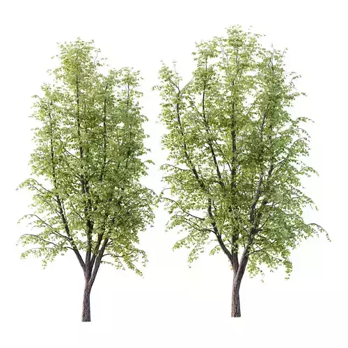 Tilia platyphyllos Tree 08 3D model