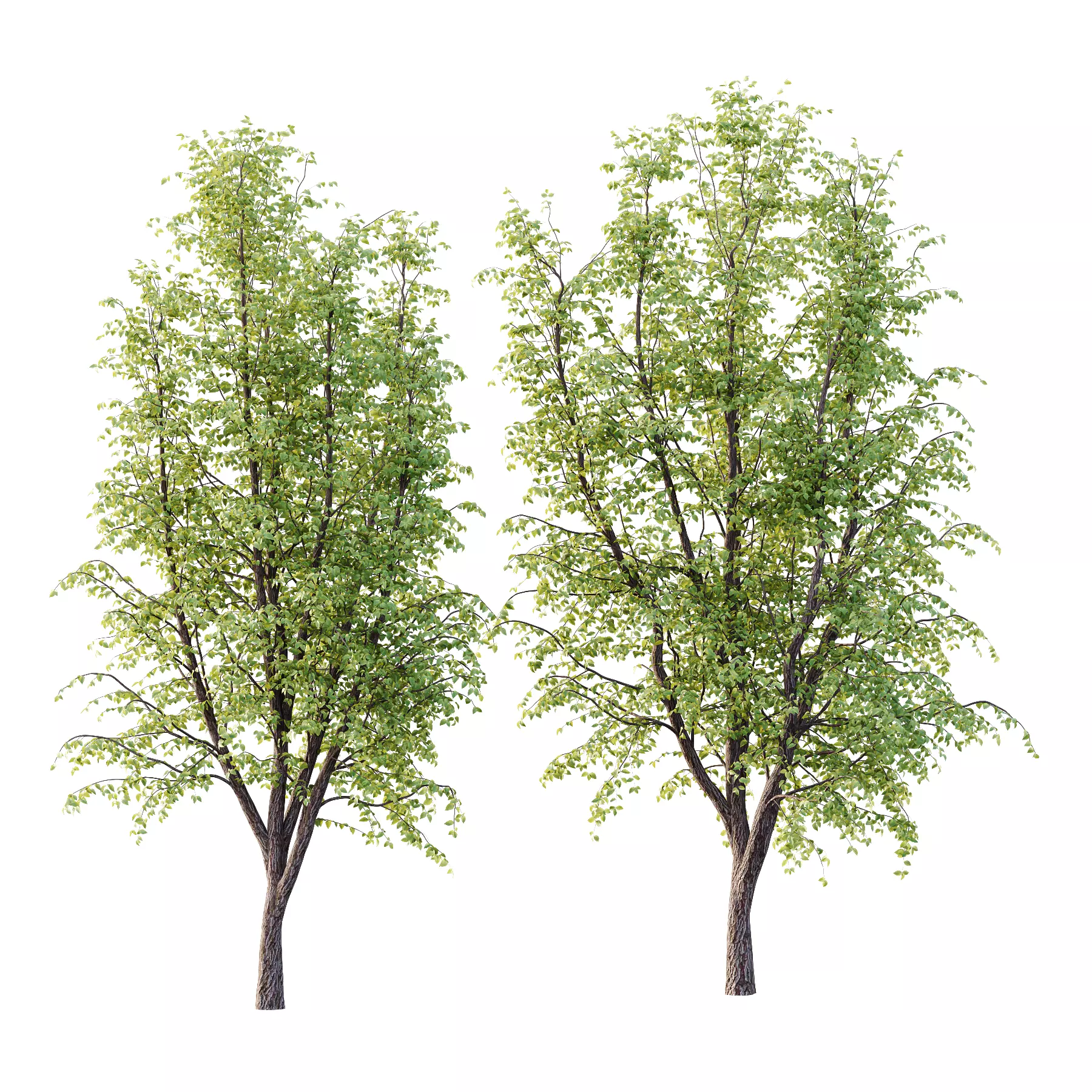Tilia platyphyllos Tree 08 3D model_0