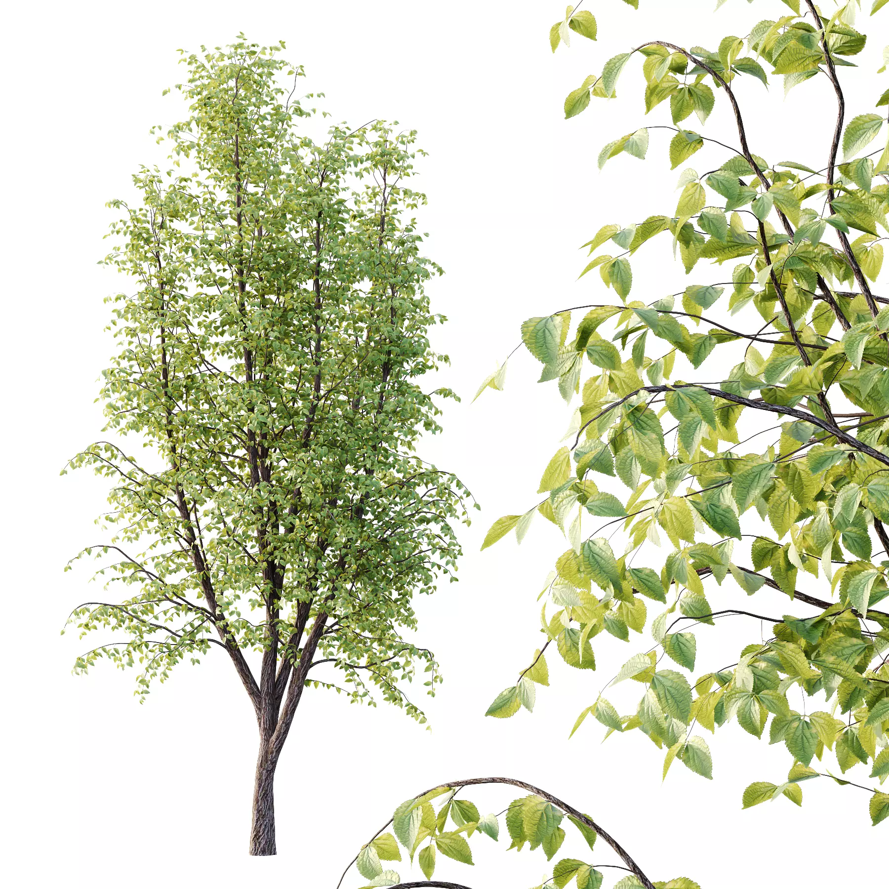 Tilia platyphyllos Tree 08 3D model_2