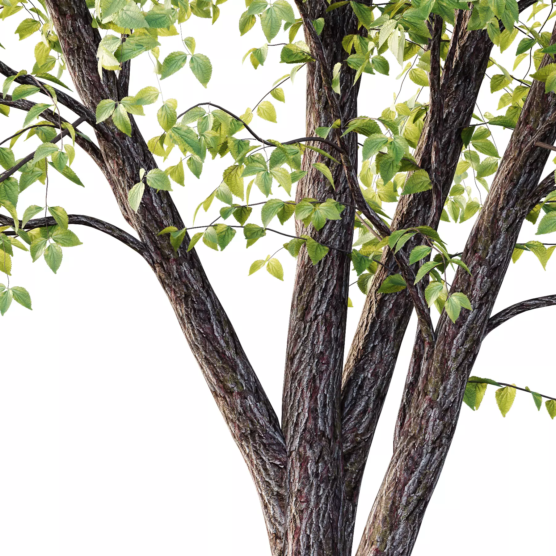 Tilia platyphyllos Tree 08 3D model_3