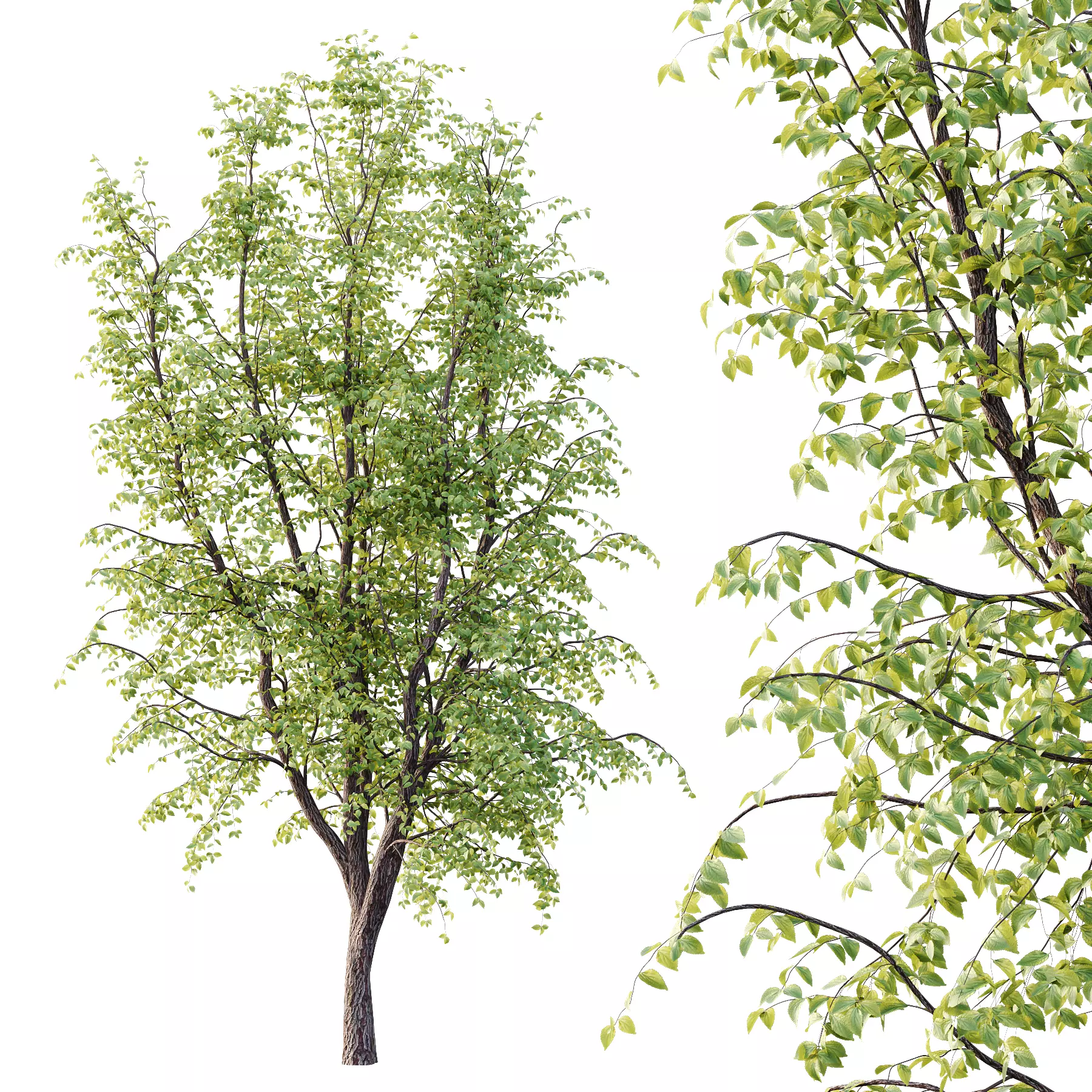 Tilia platyphyllos Tree 08 3D model_1