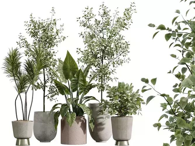 AV Indoor Plants Set 346 Alocasia Olive Eucalyptus Yucca Palm