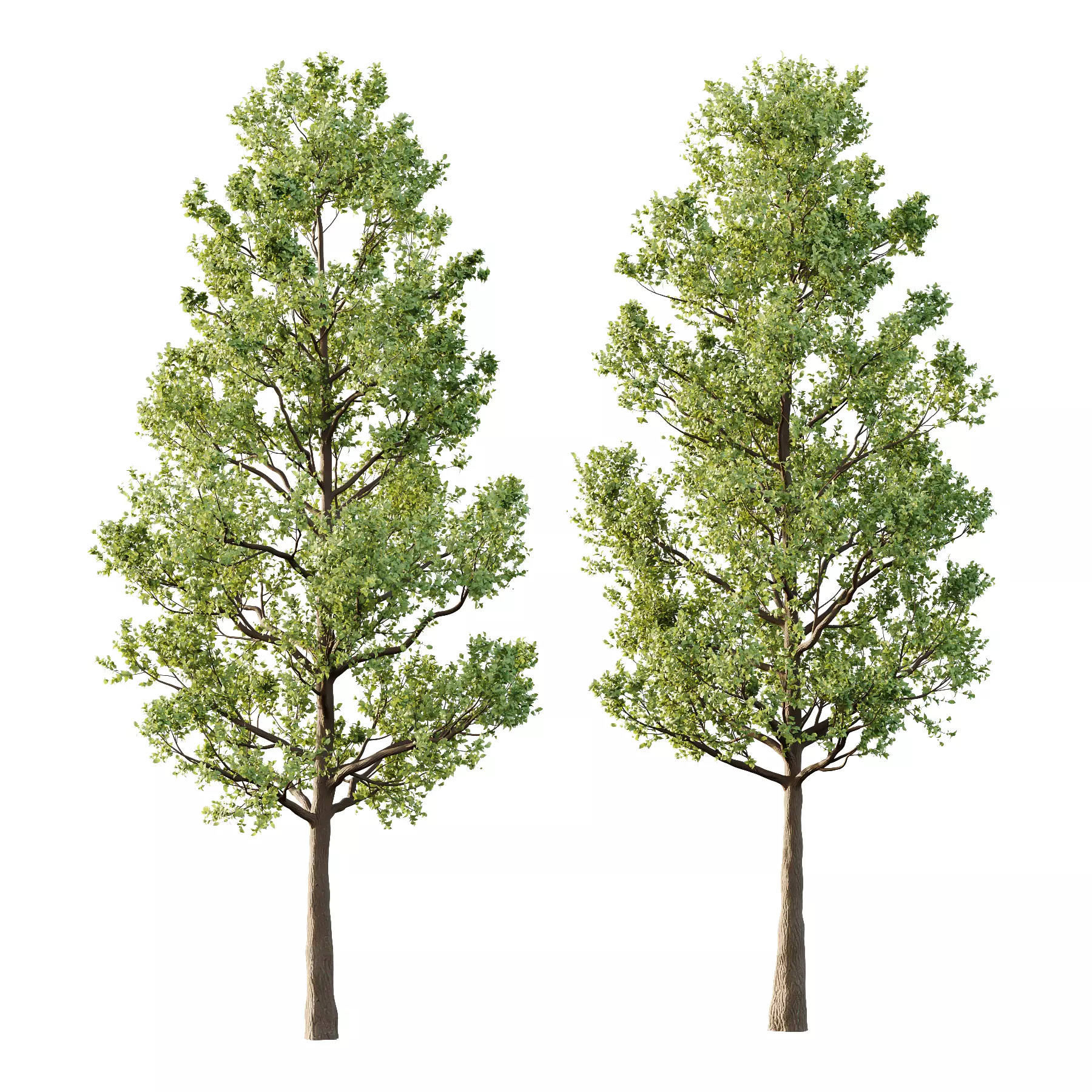 Tilia platyphyllos Tree 02 3D model_0