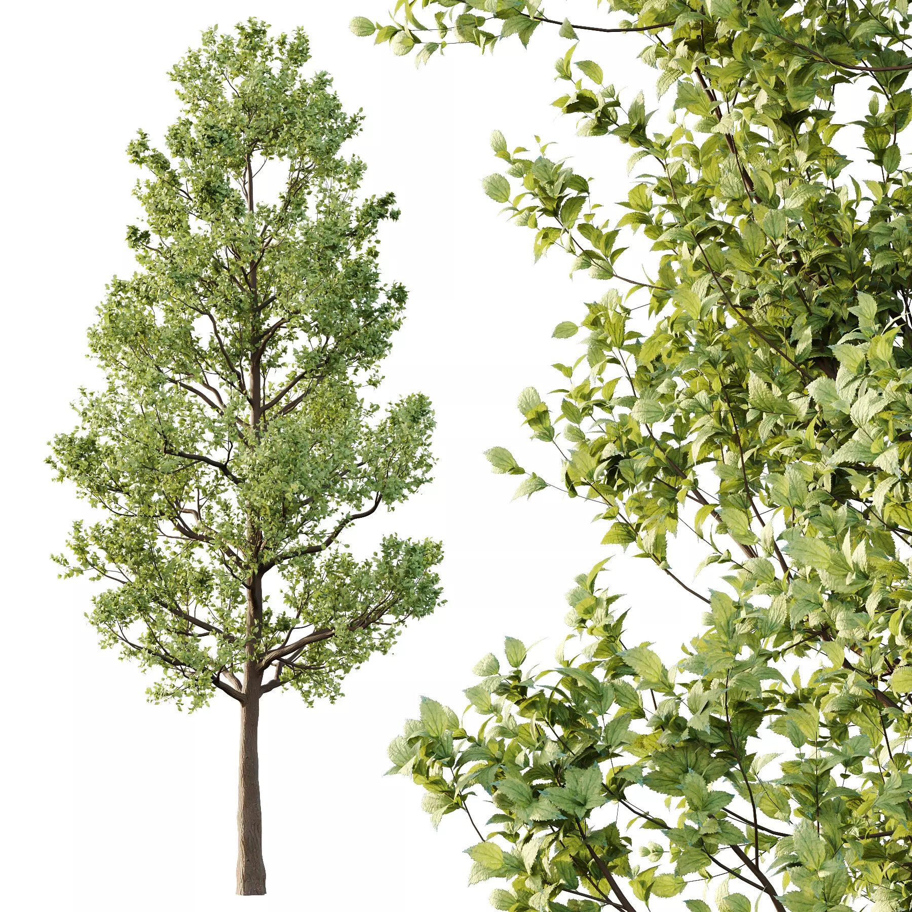 Tilia platyphyllos Tree 02 3D model_1