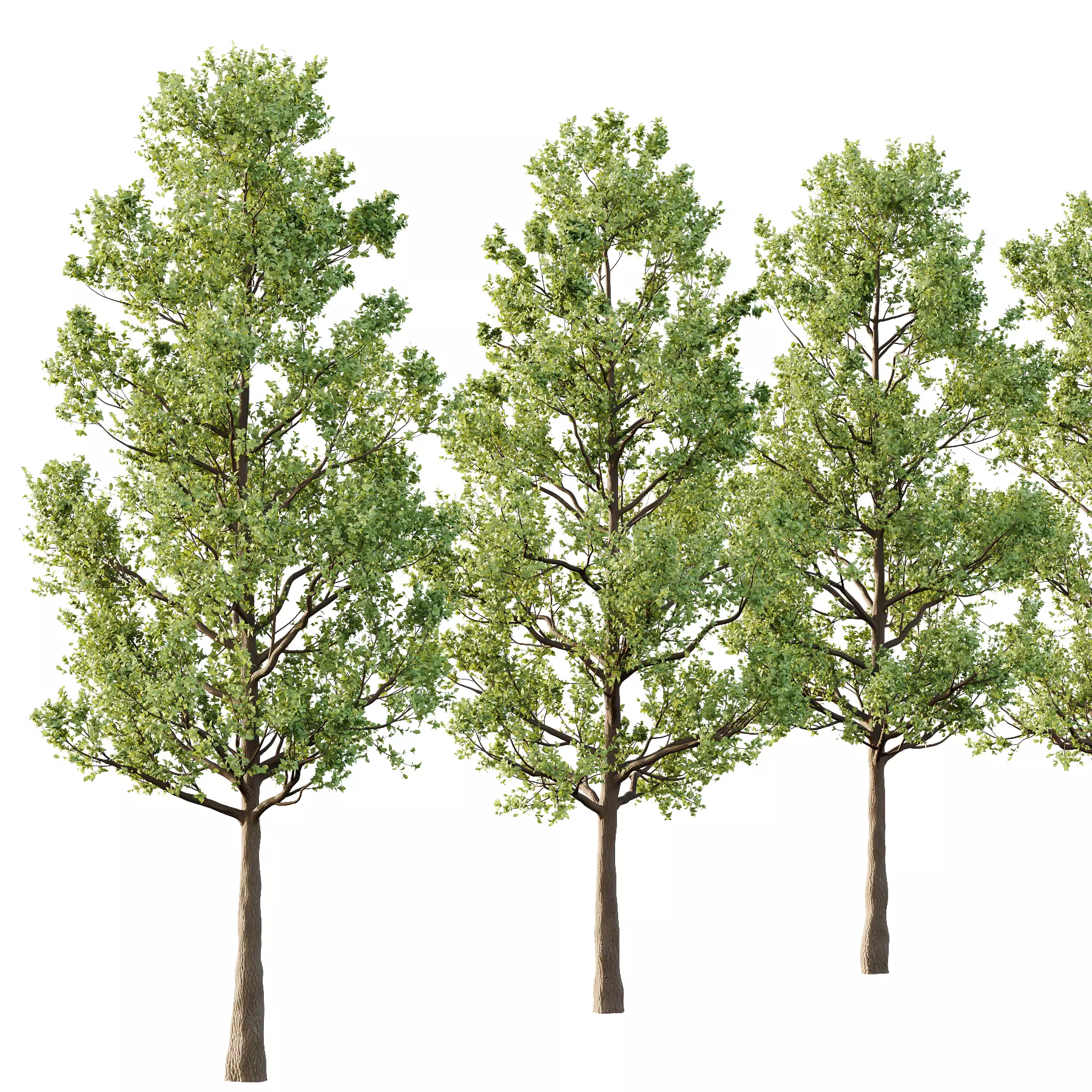 Tilia platyphyllos Tree 02 3D model_2