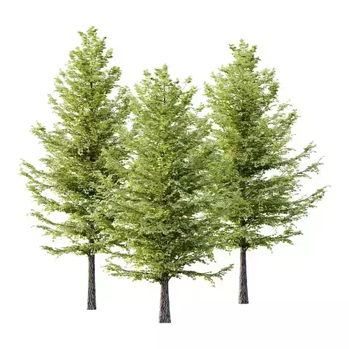 Tilia platyphyllos Tree 10