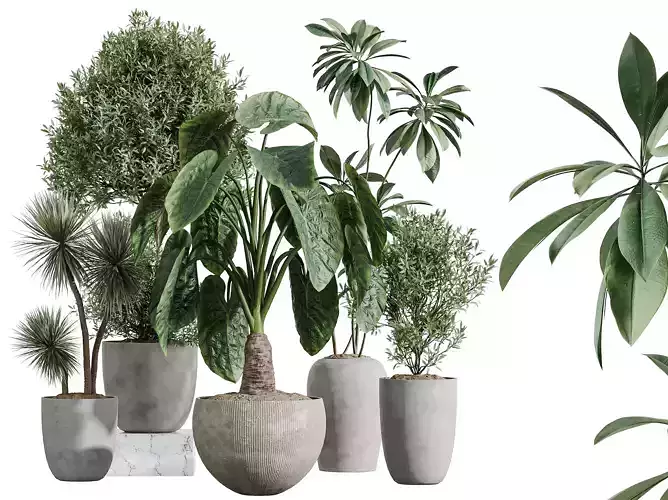 AV Indoor Plants Set 347 Olive Ficus Cunjevoi  Yucca Palm