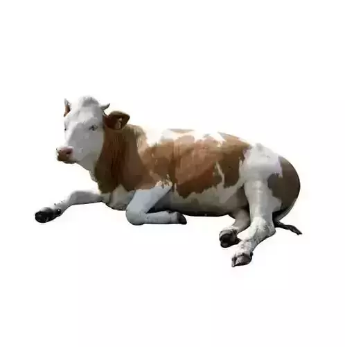 Realistic Cow 3D Lying Brown and White Dairy Animal Low-poly 3D model Realistic Cow 3D Lying Brown and White Dairy Animal Low-poly 3D model