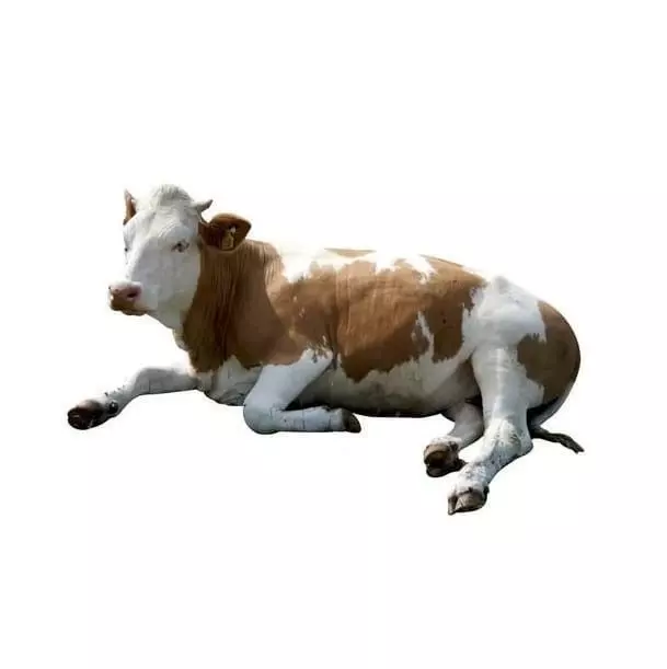 Realistic Cow 3D Lying Brown and White Dairy Animal Low-poly 3D model_0