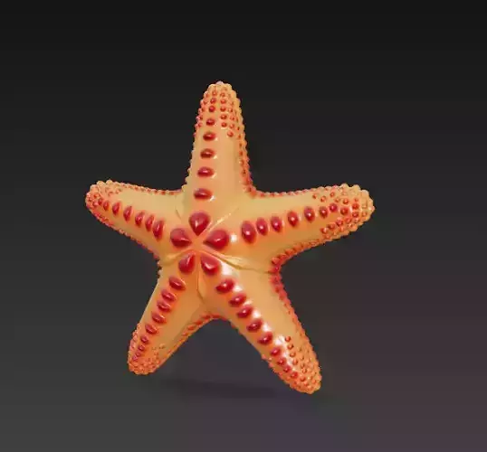 Starfish Realistic 3D Model Basic - Low Poly Realistic