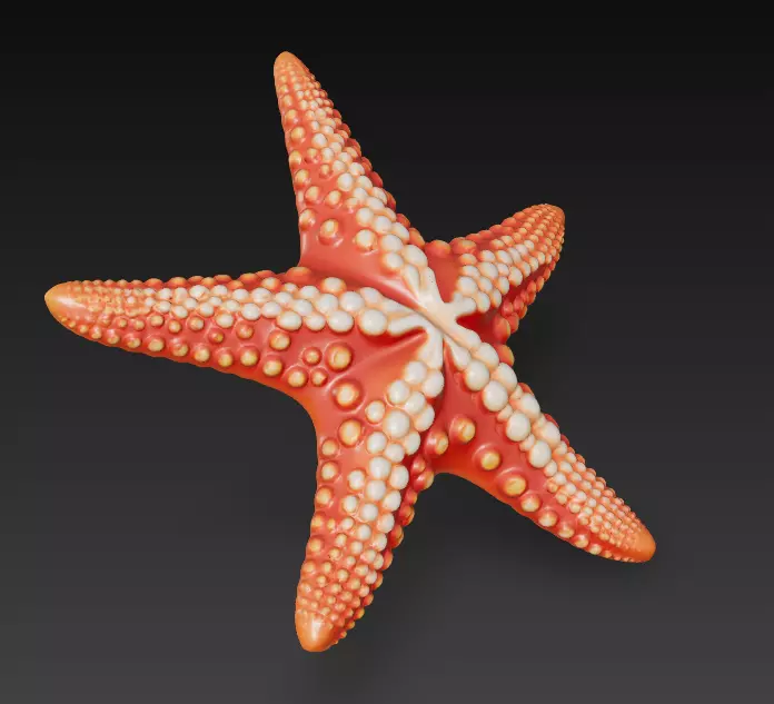 Starfish Realistic 3D Model Basic - Low Poly Realistic Low-poly 3D model_1