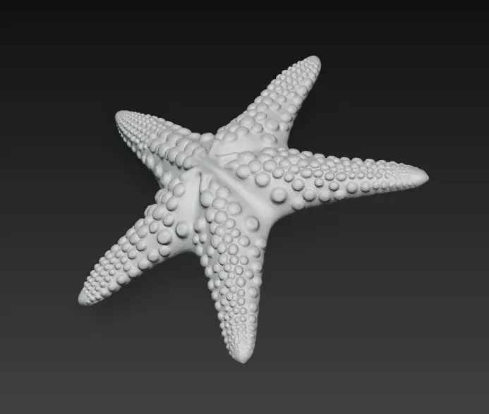 Starfish Realistic 3D Model Basic - Low Poly Realistic Low-poly 3D model_15