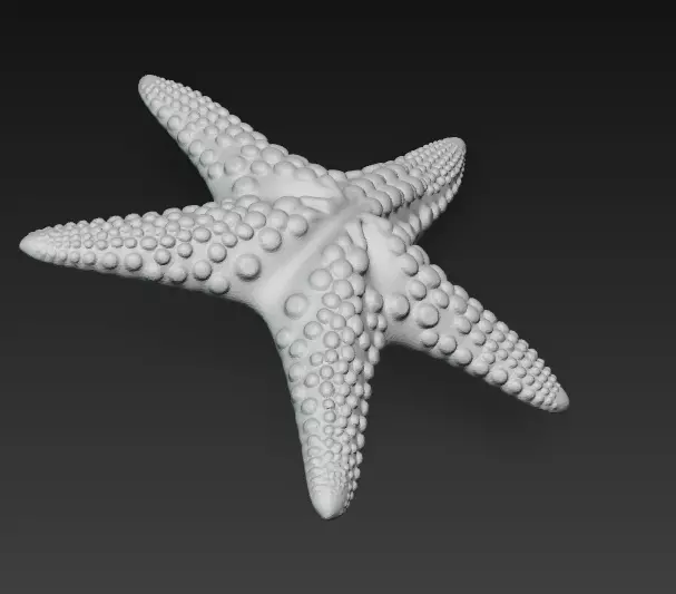 Starfish Realistic 3D Model Basic - Low Poly Realistic Low-poly 3D model_14