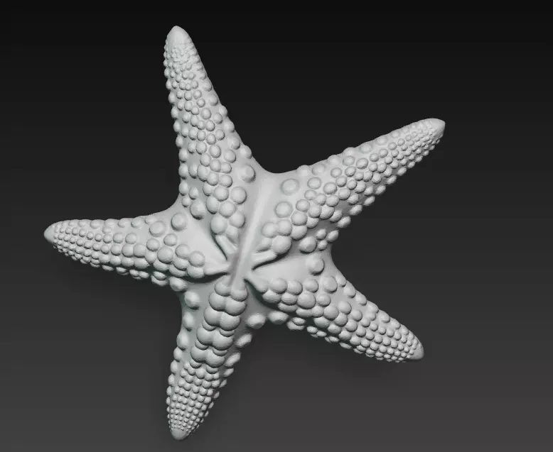 Starfish Realistic 3D Model Basic - Low Poly Realistic Low-poly 3D model_9