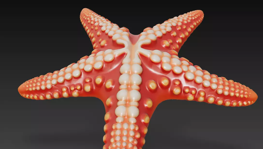 Starfish Realistic 3D Model Basic - Low Poly Realistic Low-poly 3D model_5