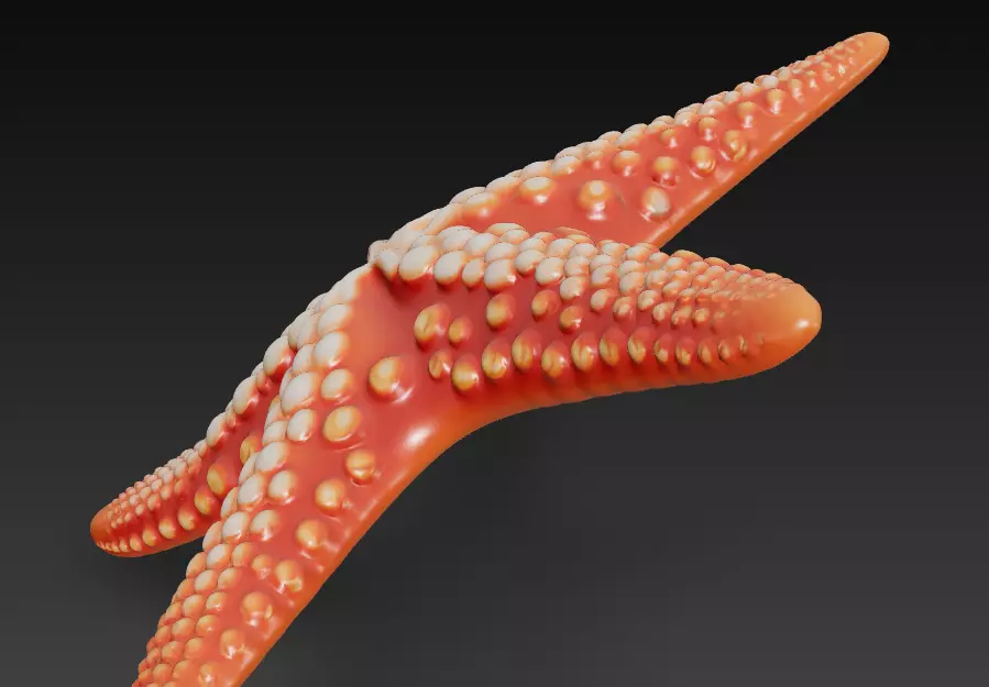 Starfish Realistic 3D Model Basic - Low Poly Realistic Low-poly 3D model_6