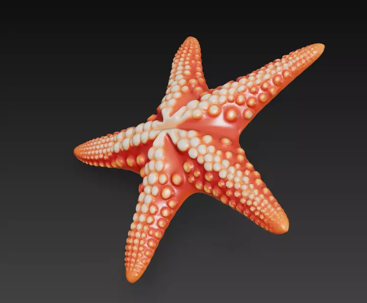 Starfish Realistic 3D Model Basic - Low Poly Realistic Low-poly 3D model_3