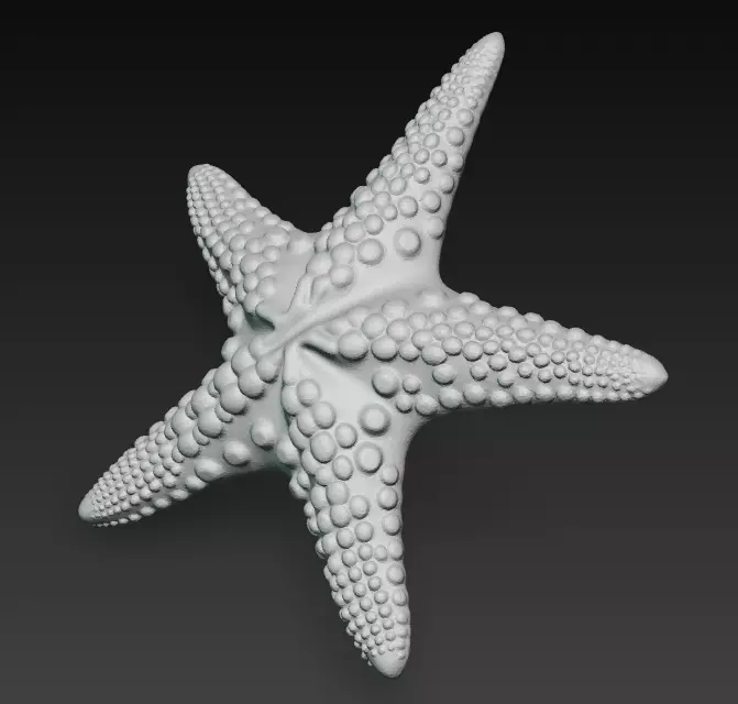 Starfish Realistic 3D Model Basic - Low Poly Realistic Low-poly 3D model_12
