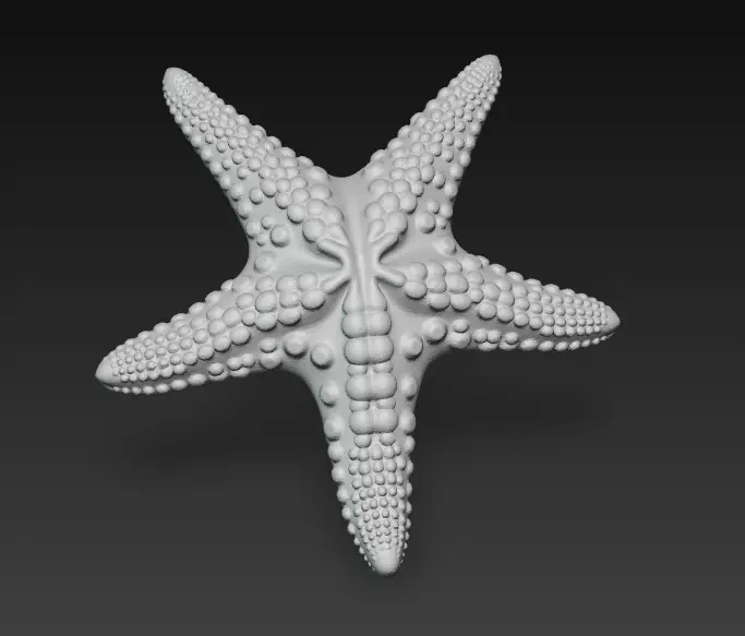 Starfish Realistic 3D Model Basic - Low Poly Realistic Low-poly 3D model_13