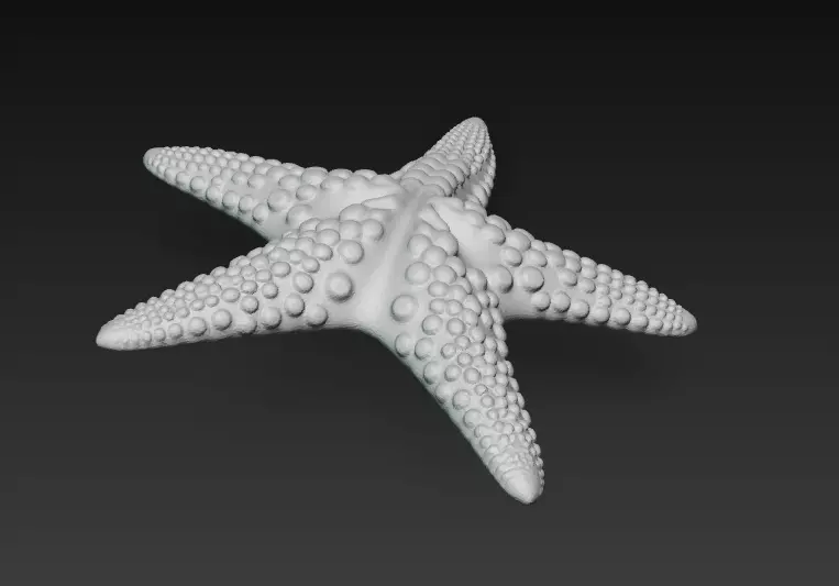 Starfish Realistic 3D Model Basic - Low Poly Realistic Low-poly 3D model_11
