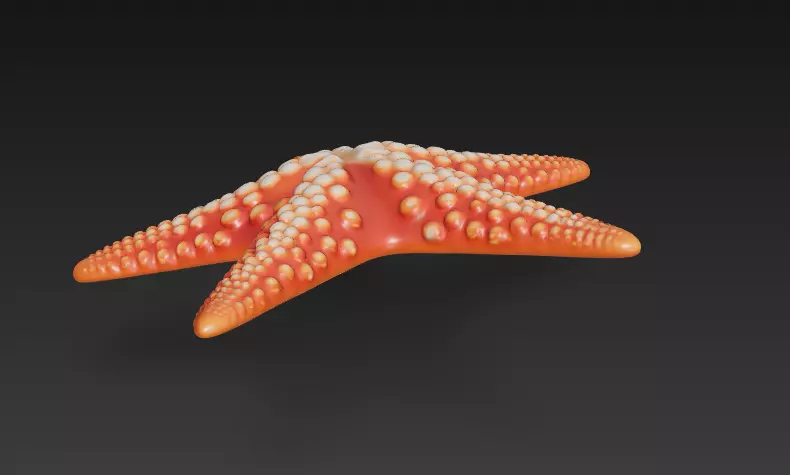 Starfish Realistic 3D Model Basic - Low Poly Realistic Low-poly 3D model_7