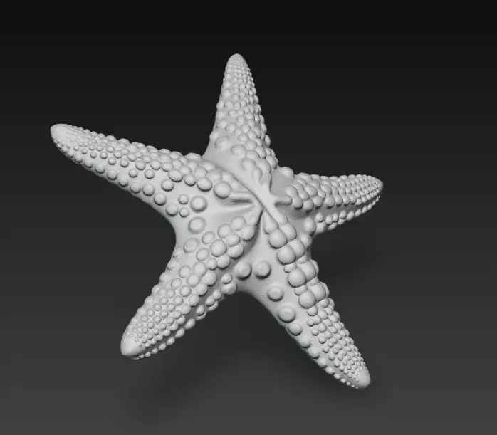 Starfish Realistic 3D Model Basic - Low Poly Realistic Low-poly 3D model_10