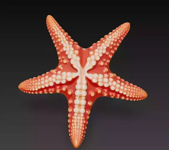 Starfish Realistic 3D Model Basic - Low Poly Realistic