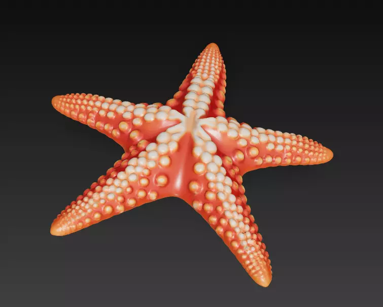 Starfish Realistic 3D Model Basic - Low Poly Realistic Low-poly 3D model_2