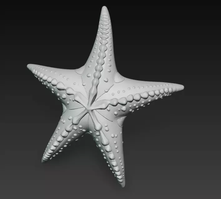 Starfish Realistic 3D Model Basic - Low Poly Realistic Low-poly 3D model_15