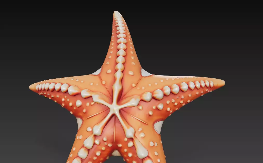 Starfish Realistic 3D Model Basic - Low Poly Realistic Low-poly 3D model_4