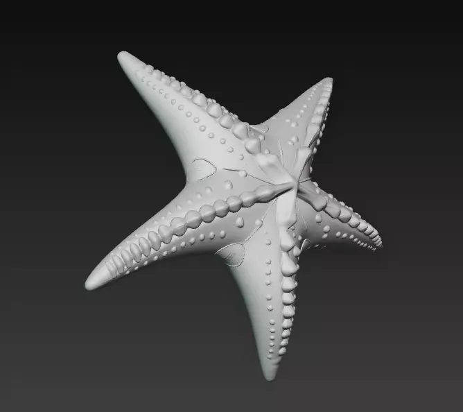 Starfish Realistic 3D Model Basic - Low Poly Realistic Low-poly 3D model_14