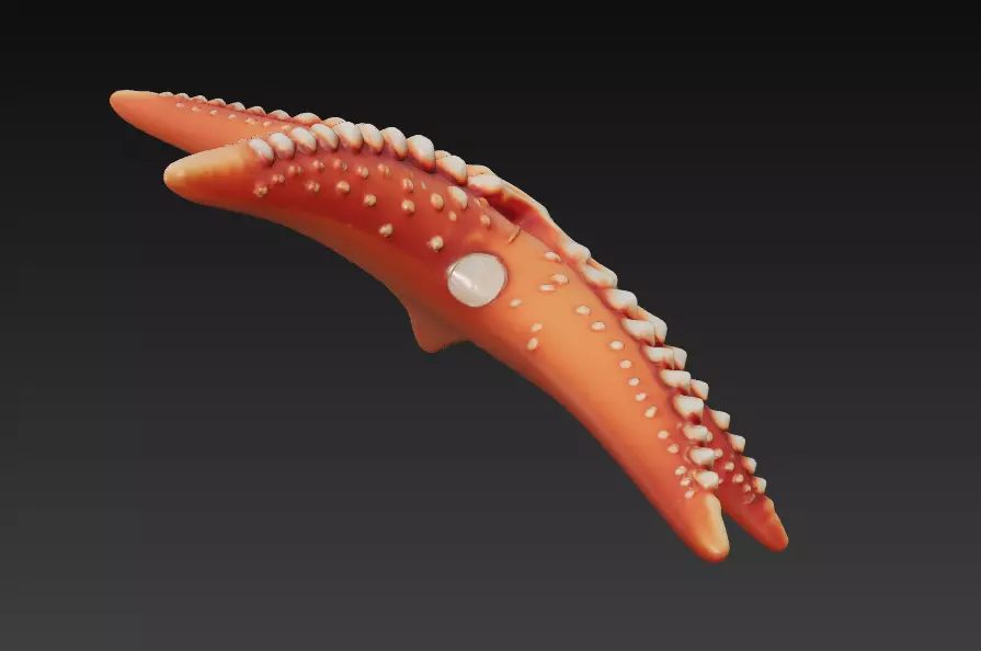 Starfish Realistic 3D Model Basic - Low Poly Realistic Low-poly 3D model_8