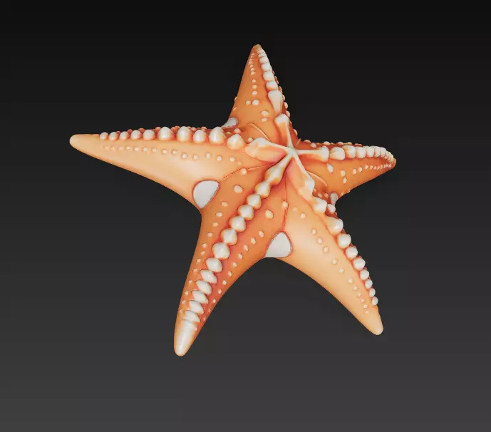 Starfish Realistic 3D Model Basic - Low Poly Realistic Low-poly 3D model_3