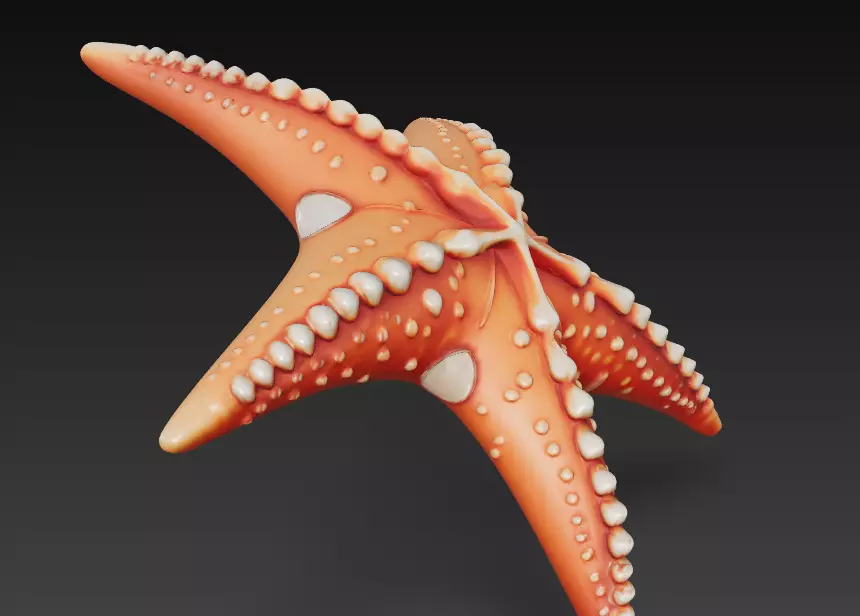 Starfish Realistic 3D Model Basic - Low Poly Realistic Low-poly 3D model_6