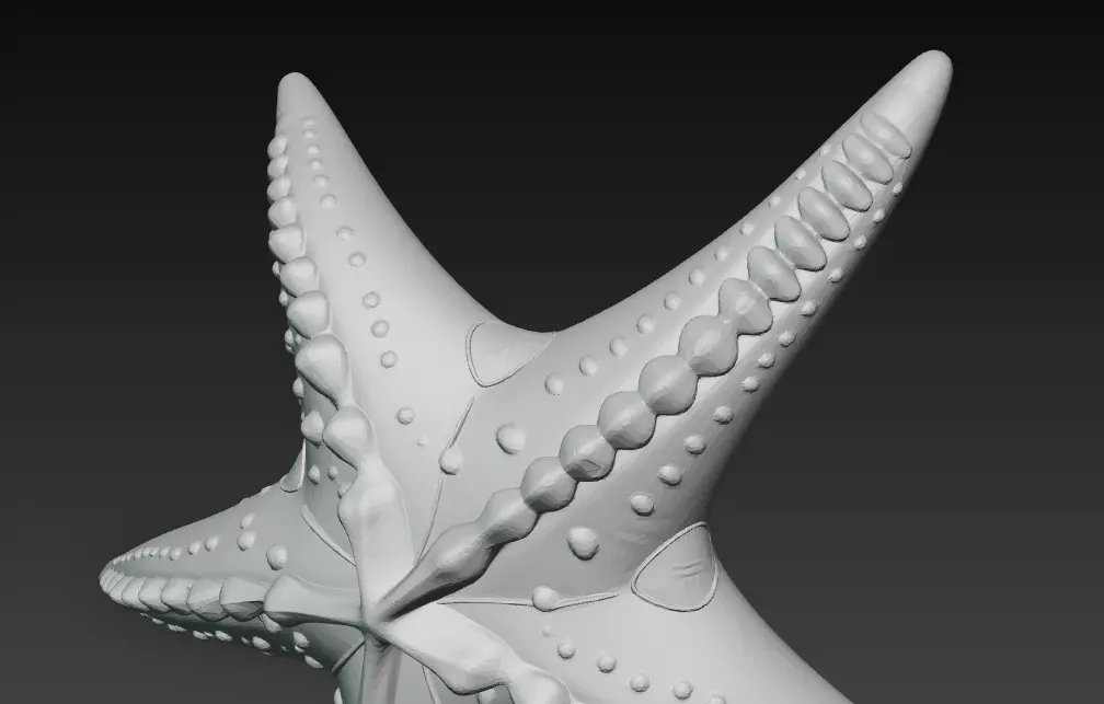 Starfish Realistic 3D Model Basic - Low Poly Realistic Low-poly 3D model_17