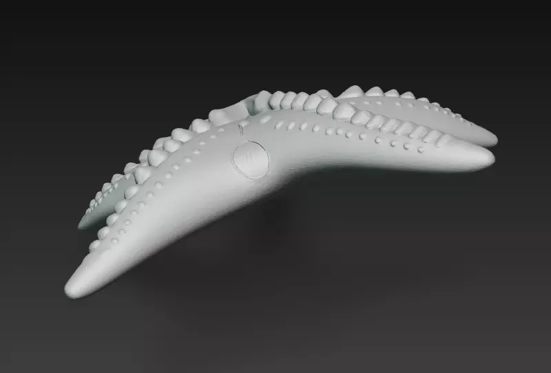 Starfish Realistic 3D Model Basic - Low Poly Realistic Low-poly 3D model_16