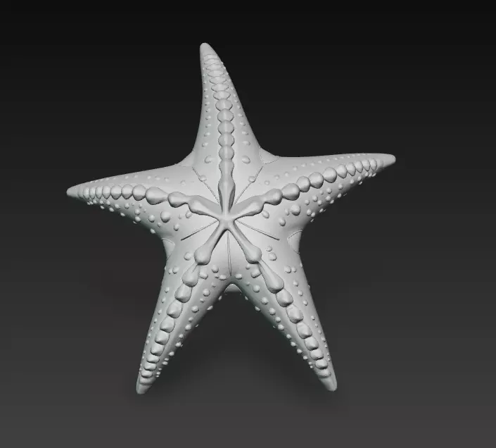 Starfish Realistic 3D Model Basic - Low Poly Realistic Low-poly 3D model_11