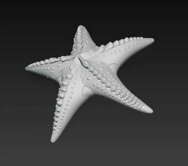 Starfish Realistic 3D Model Basic - Low Poly Realistic Low-poly 3D model_13