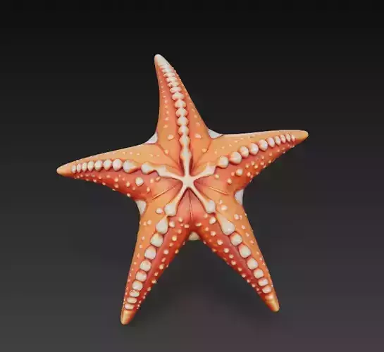Starfish Realistic 3D Model Basic - Low Poly Realistic