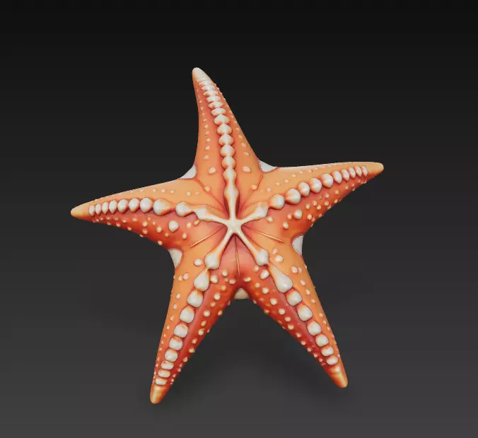 Starfish Realistic 3D Model Basic - Low Poly Realistic Low-poly 3D model_0