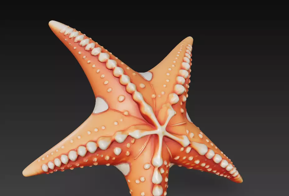 Starfish Realistic 3D Model Basic - Low Poly Realistic Low-poly 3D model_7