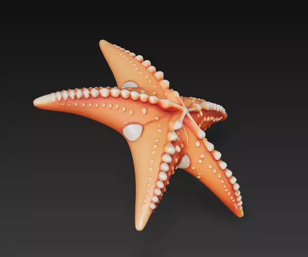 Starfish Realistic 3D Model Basic - Low Poly Realistic Low-poly 3D model_1