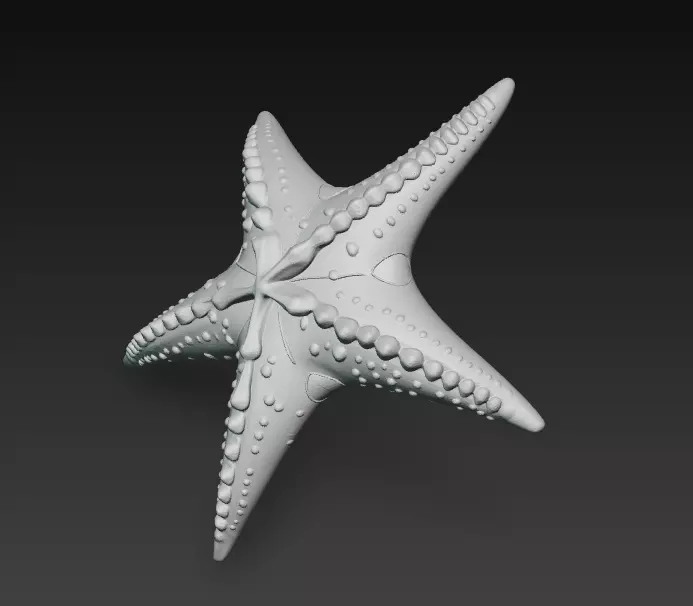 Starfish Realistic 3D Model Basic - Low Poly Realistic Low-poly 3D model_12