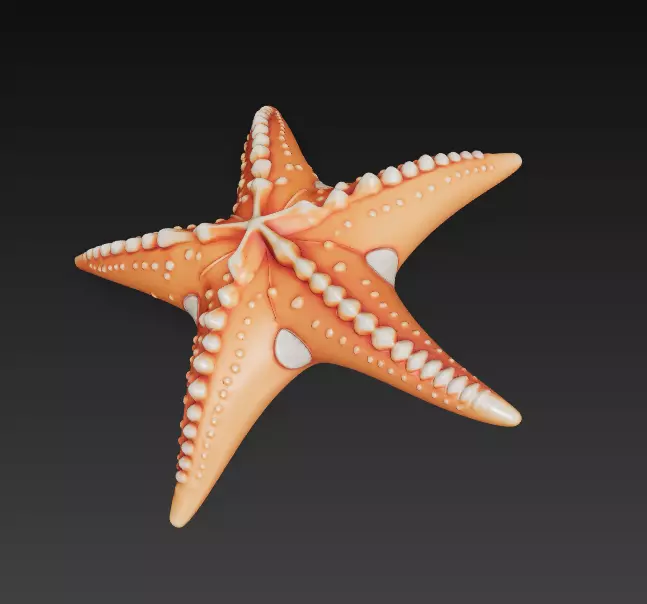 Starfish Realistic 3D Model Basic - Low Poly Realistic Low-poly 3D model_2