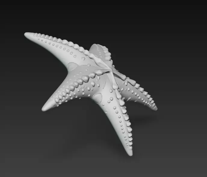 Starfish Realistic 3D Model Basic - Low Poly Realistic Low-poly 3D model_10